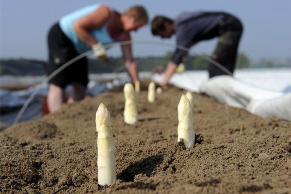 Nieuczciwa plantatorka znów za kratami